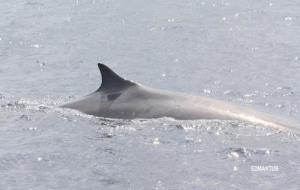 Albiren un exemplar de balena rorqual davant del litoral del Garraf