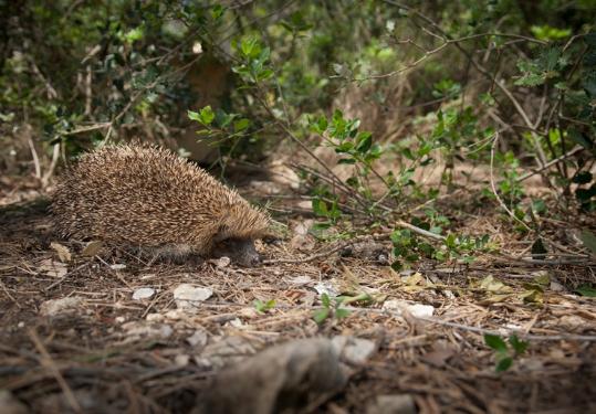 EIX. Alliberen eriçons a Segura Viudas per recuperar la fauna salvatge de Torreferrussa