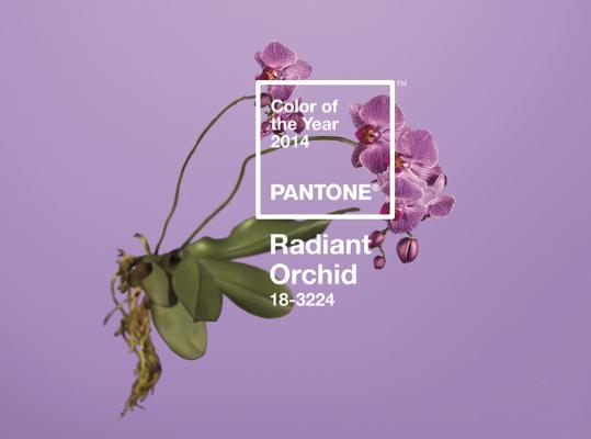ACPG. Aposta pel color de l'any: Orquídia Radiant