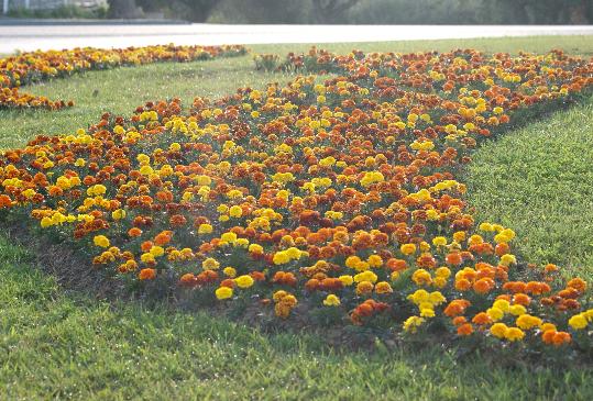 Ajuntament de Calafell. Calafell aspira a ser una de les Viles Florides de Catalunya