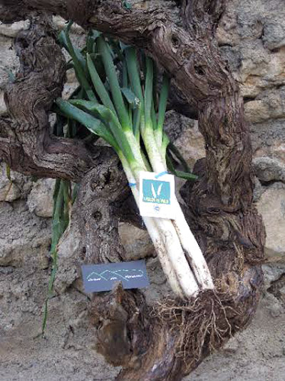Eix. Calçot del Montmell