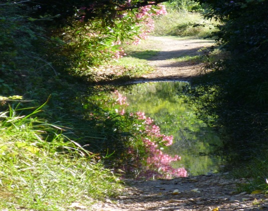 Núria Gonzalvo. Caminada per l'Ortoll