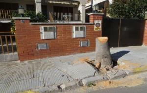 Ajuntament de Cunit. Cunit arranja les voreres i talla 30 arbres per evitar noves destrosses