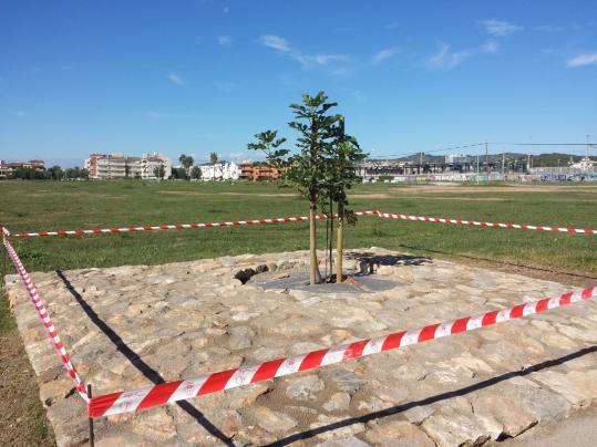 Ajuntament de Cunit. Cunit protegeix els brots de l'antiga figuera de l'avinguda de la Font