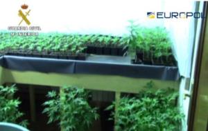 Guàrdia Civil. Desmantellen a Olivella dues plantacions de marihuana d'alt rendiment