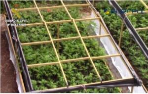 Desmantellen a Olivella dues plantacions de marihuana d'alt rendiment