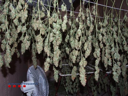 Mossos d'Esquadra. Detenen un home per cultivar 475 plantes de marihuana en un bosc de Gelida