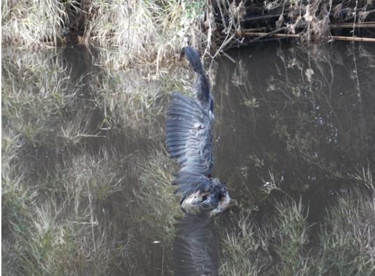GEVEN. El bernat pescaire atrapat i mort per un fil de pescar abandonat