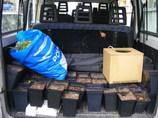 Ajuntament del Vendrell. Es comissen 325 plantes de marihuana en un bloc dhabitatges del Vendrell