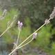 Plantes+silvestres+beneficioses