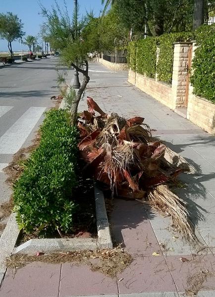 PxC. Estat de bruticia al Passeig Marítim de Coma-ruga