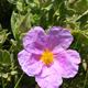 Taller+d%27assecatge+de+flors