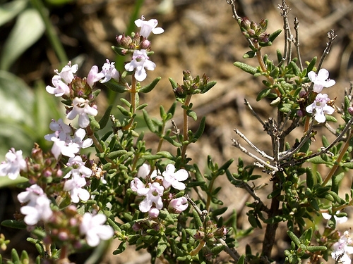 farigola