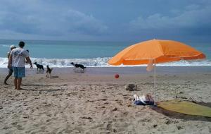 Gossos a la platja de Sant Gervasi