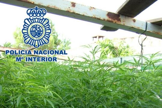 Policia Nacional. Imatge d'arxiu d'una plantació de marihuana