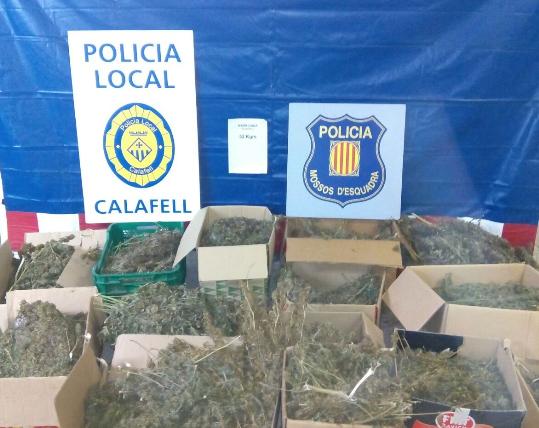 Ajuntament de Calafell. Intervenen 52 quilos de marihuana a Calafell