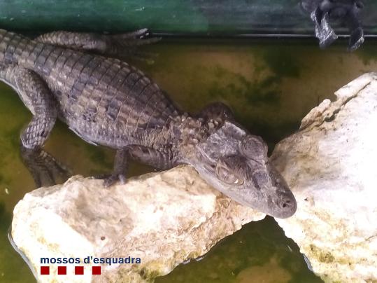 Mossos d'Esquadra. Localitzades tres tortugues protegides i una cria de caiman en el pis d'uns lladres a Cunit