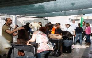 Marató solidària de perruqueria canina al CAAD del Penedès