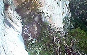 Diputació de Barcelona. Niu de l'àliga perdiguera del Parc del Garraf 
