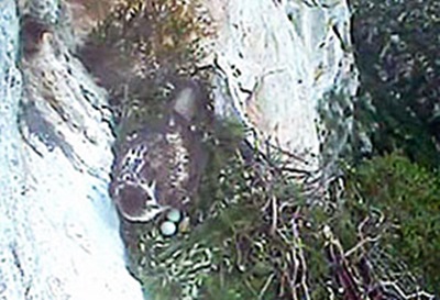 Diputació de Barcelona. Niu de l'àliga perdiguera del Parc del Garraf 