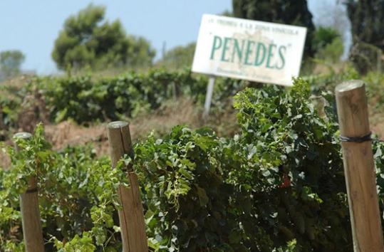 Carles Castro. Penedès