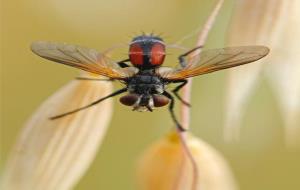 Primer Premi Fauna