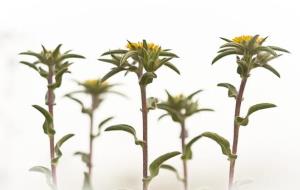 Primer Premi Flora