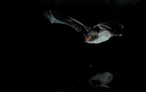 EIX. Ratpenat Myotis capaccinii