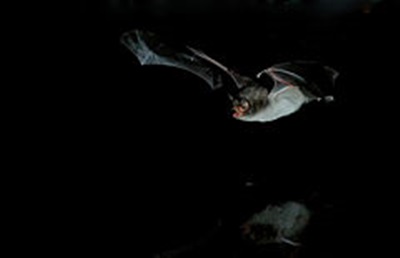 EIX. Ratpenat Myotis capaccinii