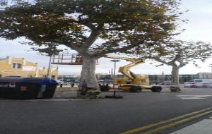 Retiren un arbre de la plaça dOrient del Vendrell per seguretat