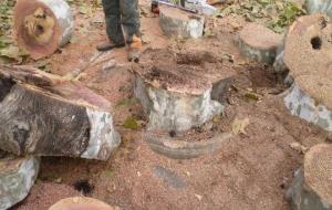 Retiren un arbre de la plaça dOrient del Vendrell per seguretat