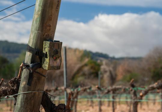 Segura Viudas. Segura Viudas instal.la càmeres a les vinyes per identificar la fauna