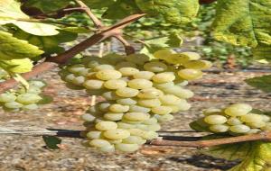 Torres torna a introduir al Penedès la primera varietat blanca ancestral 