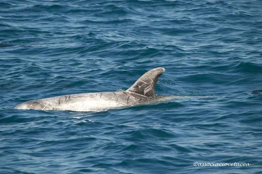 Associació Cetàcea. Un grup de dofins, a la costa del Garraf