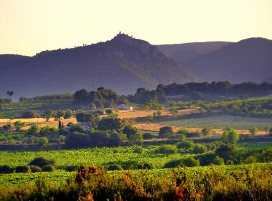 Eix. Vinyes del Penedes a Castellví de la Marca.