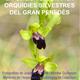 Orqu%c3%addies+Silvestres+del+Gran+Pened%c3%a8s