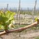 %22Pened%c3%a8s%2c+camins+de+vinya%22