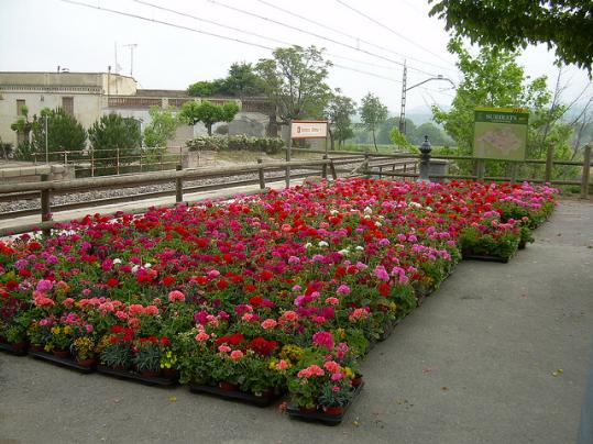 Subirats en Flor