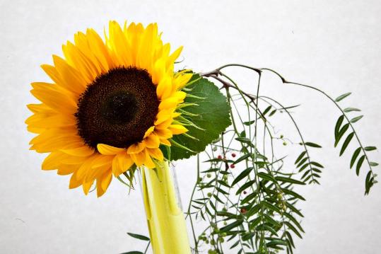 Loop Nature, intervenció floral de Montse Bolet per celebrar el solstici d’estiu