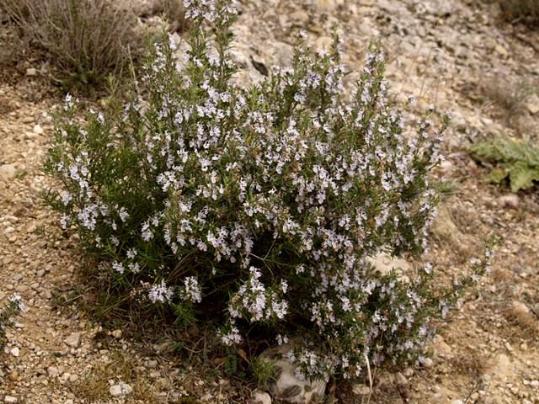 Taller d’extracció de mel i elaboració d’espelmes