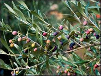 La Masia d’en Cabanyes acull una jornada sobre el conreu de l’olivera