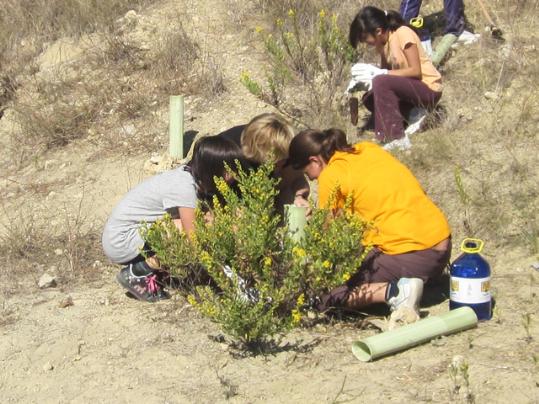 Plantació forestal a la muntanya de Sant Jaume