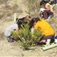 Plantaci%c3%b3+forestal+a+la+muntanya+de+Sant+Jaume