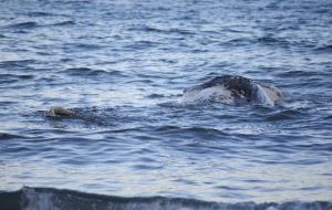 Apareix una balena morta a la costa de Cubelles