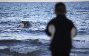 Apareix una balena morta a la costa de Cubelles