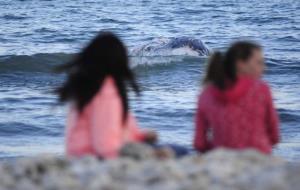 Apareix una balena morta a la costa de Cubelles