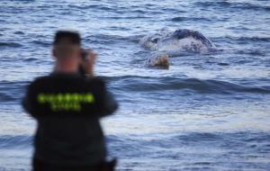 Apareix una balena morta a la costa de Cubelles