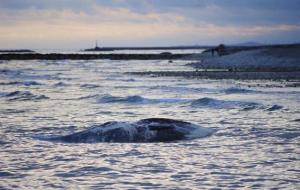 Apareix una balena morta a la costa de Cubelles