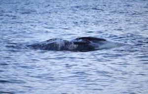 Apareix una balena morta a la costa de Cubelles