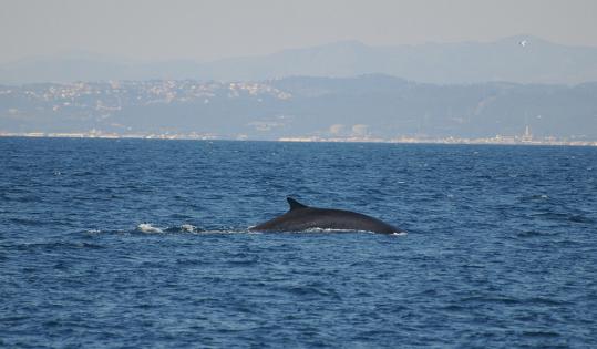 Eix. Balenes